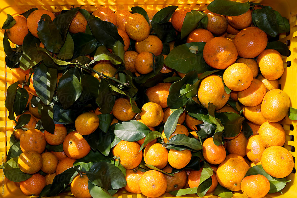 Freshly picked organic oranges