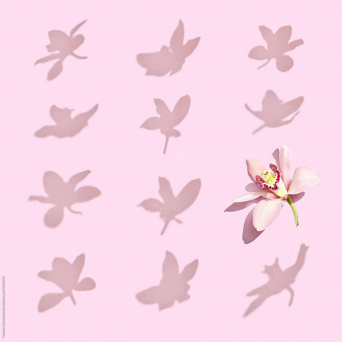 Pink orchid and a pattern of flower shadows on a pink background with copy space. Flower layout. Flat lay