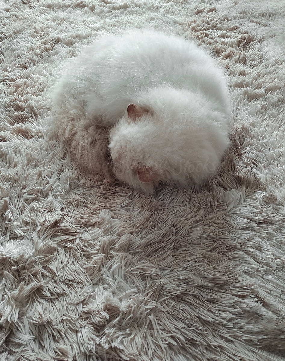 Ball of fluffiness