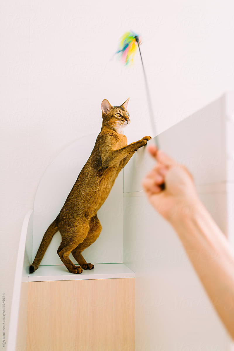 Unrecognizable person playing with abyssinian cat