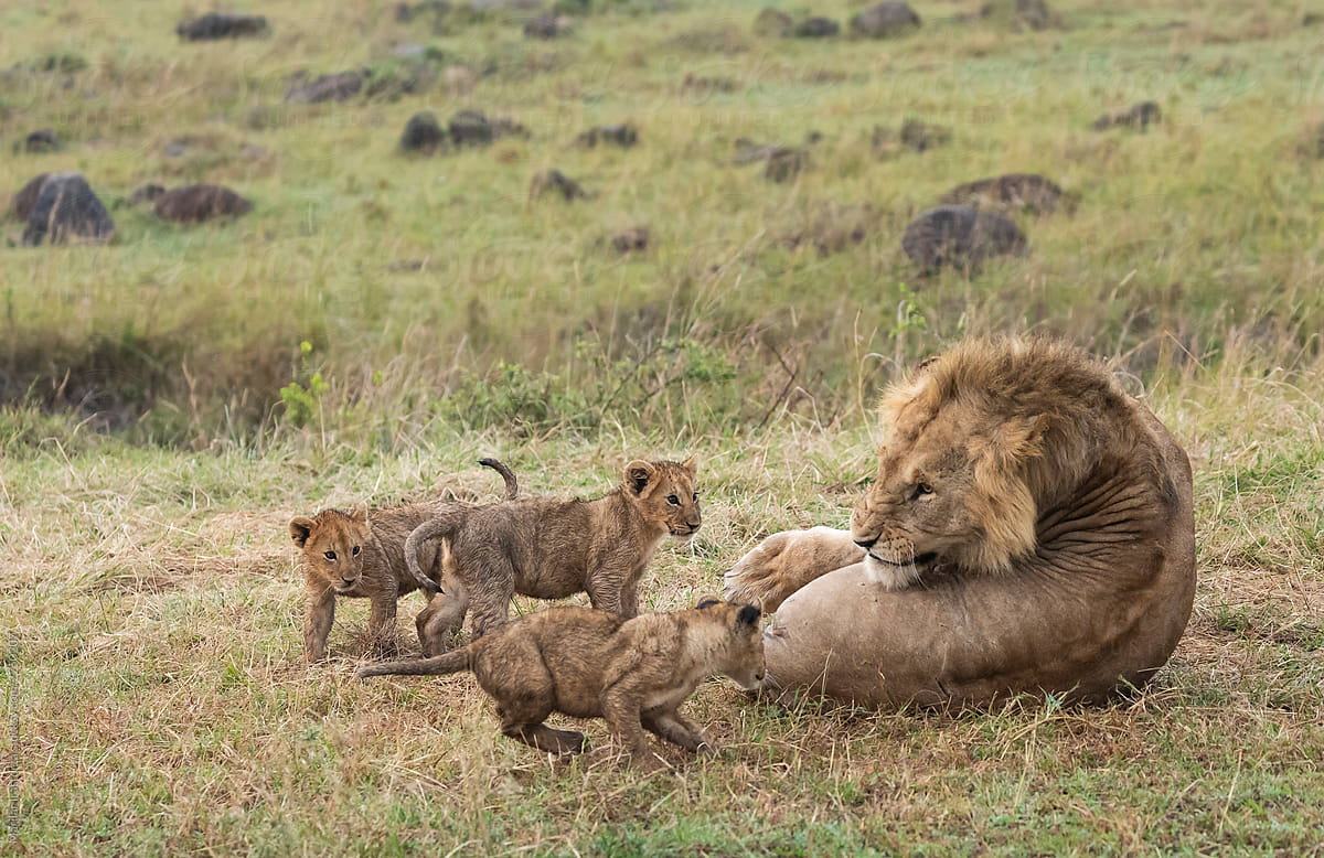 Adorable lion cubs playing with their father