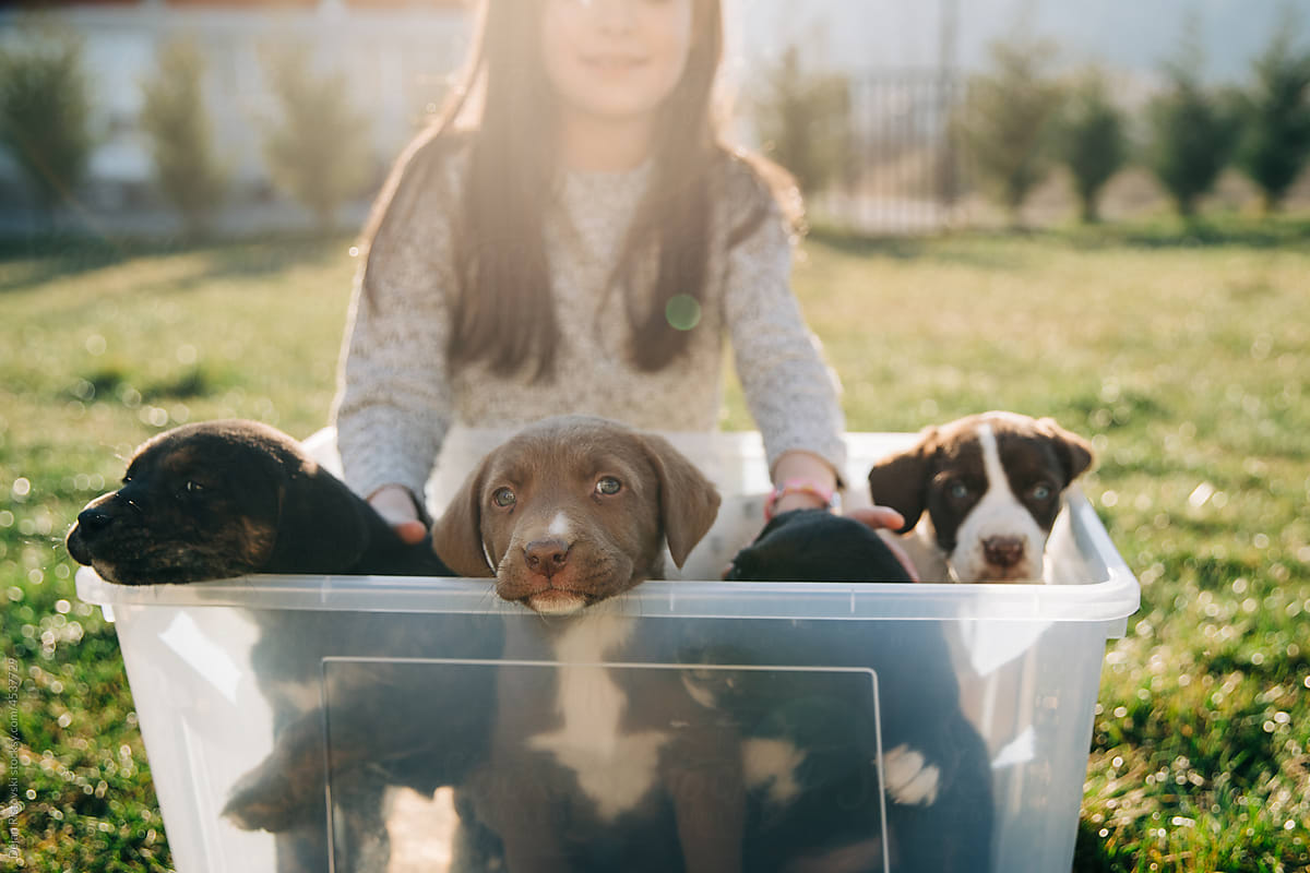 Sweet girl holding bucket with little  stray \
puppies