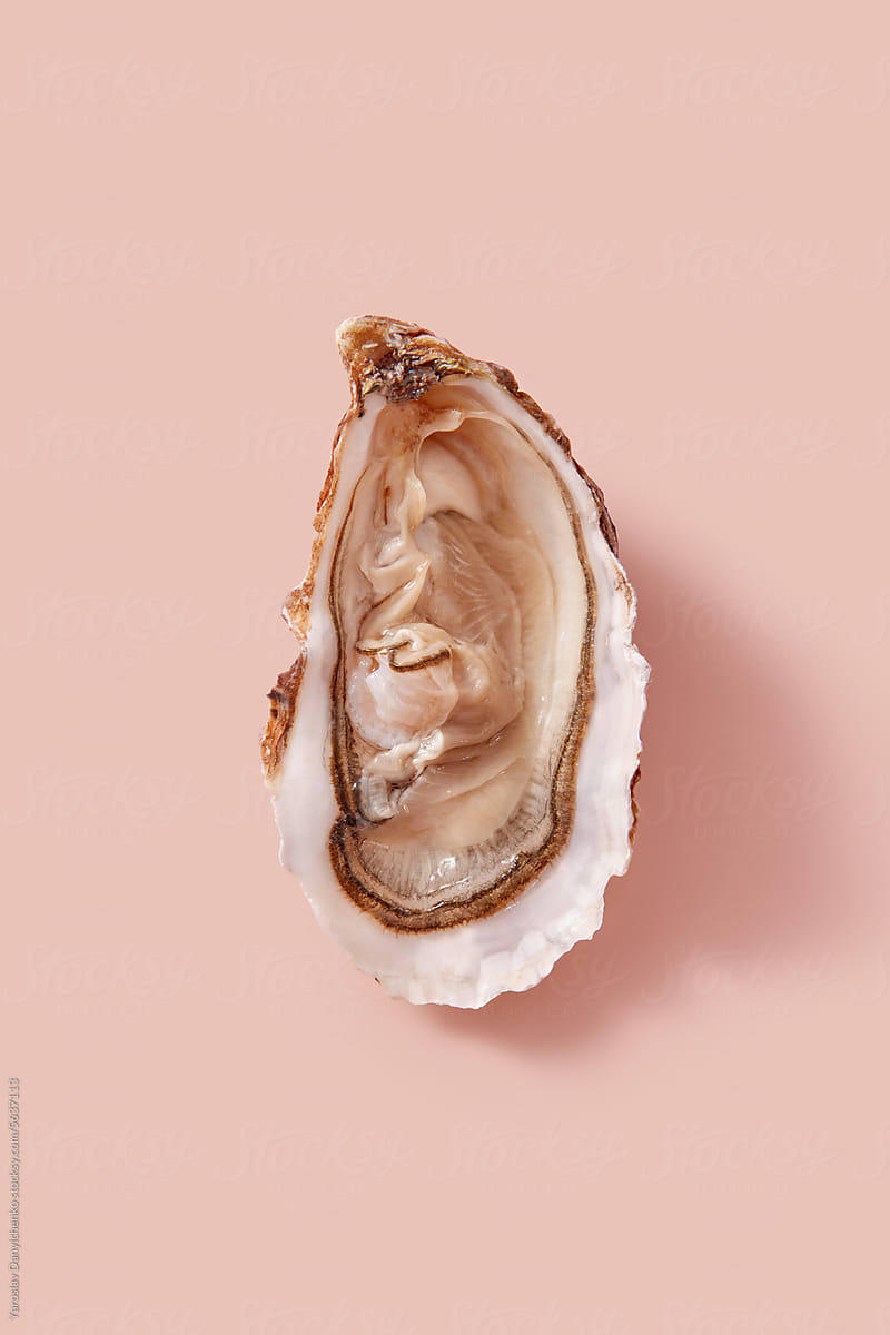 Fresh raw shucked oyster lying on pink studio background