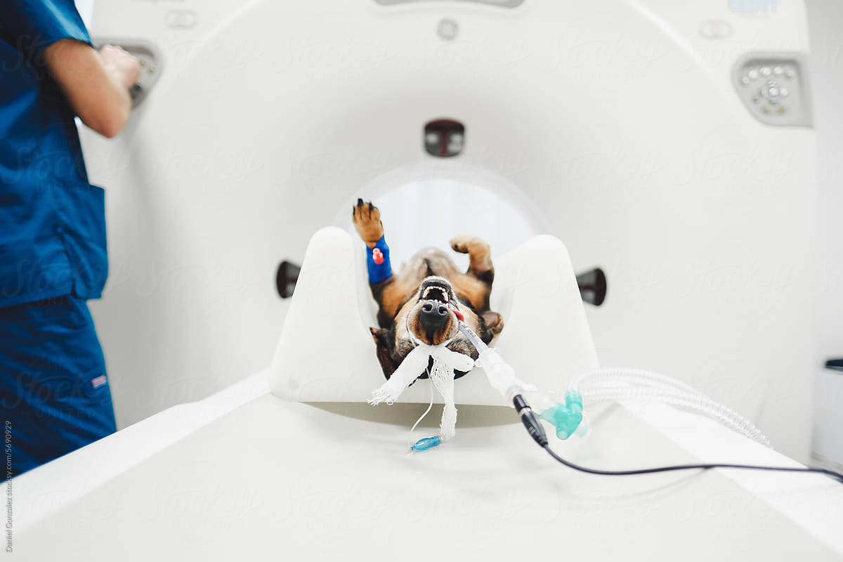 Doctor performing CT scan on dog in vet hospital