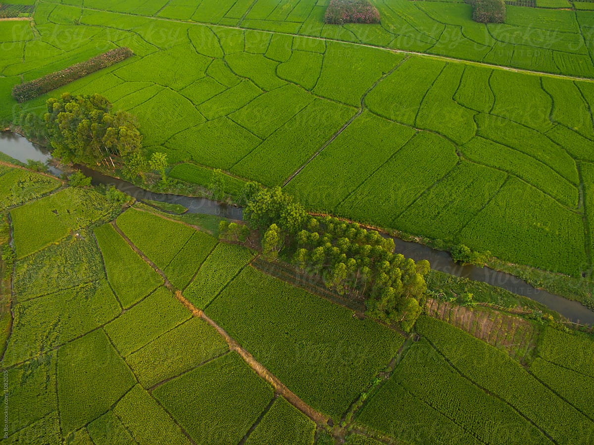 aerial view of small village in rice paddy at sunrise
