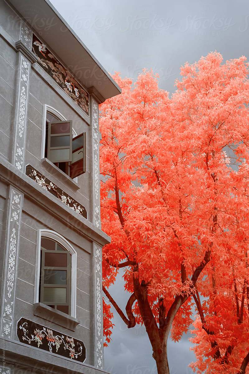 infrared photography of buildings and tree