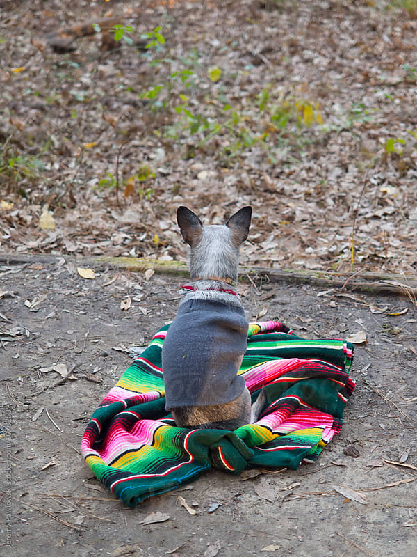 Small grey chihuahua sitting outdoors on Mexican blanket
