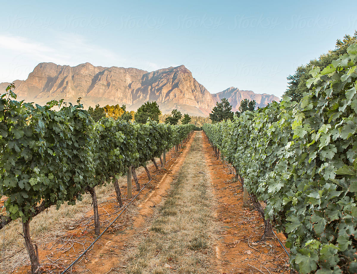 Vineyard in Stellenbosch, South Africa