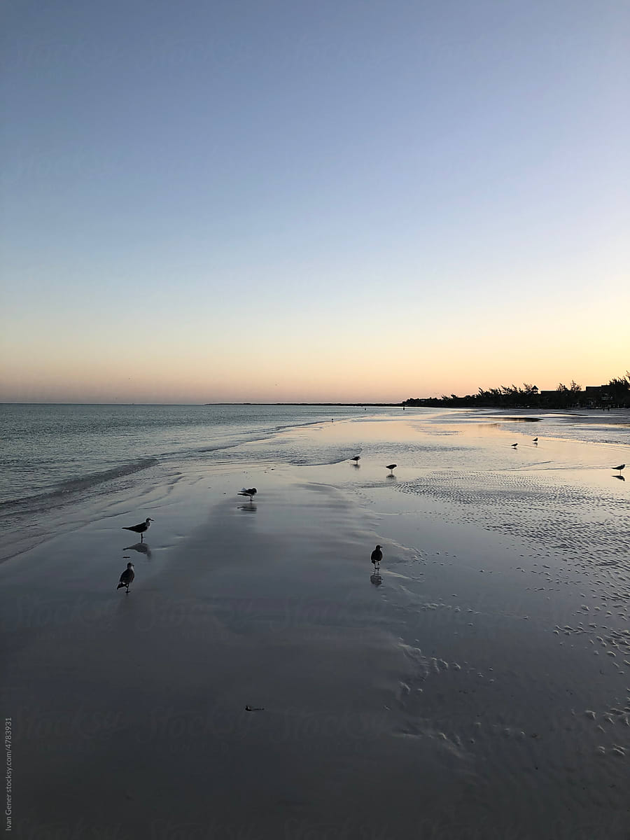 Seabirds on a beach at sunset
