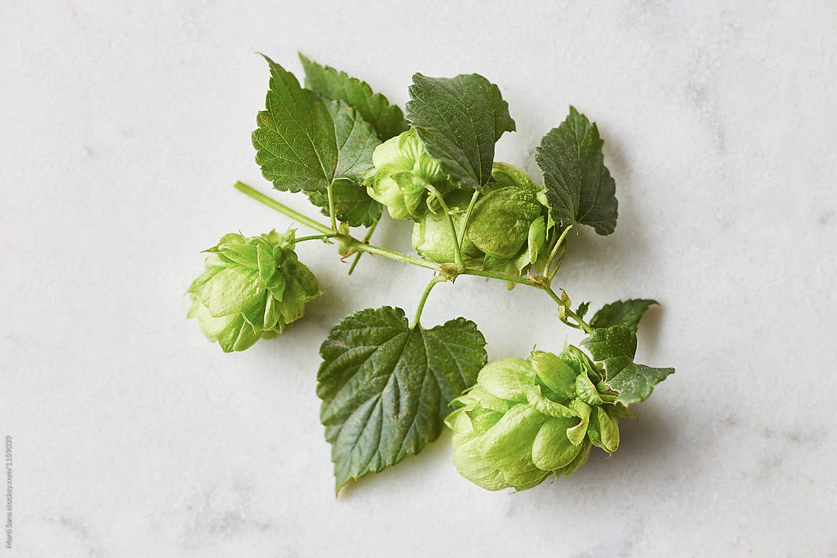 fresh hop branch on marble background