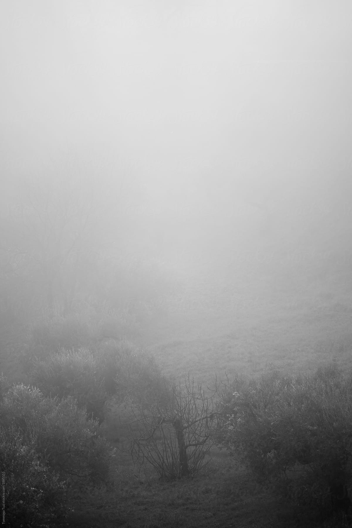 Fog in countryside