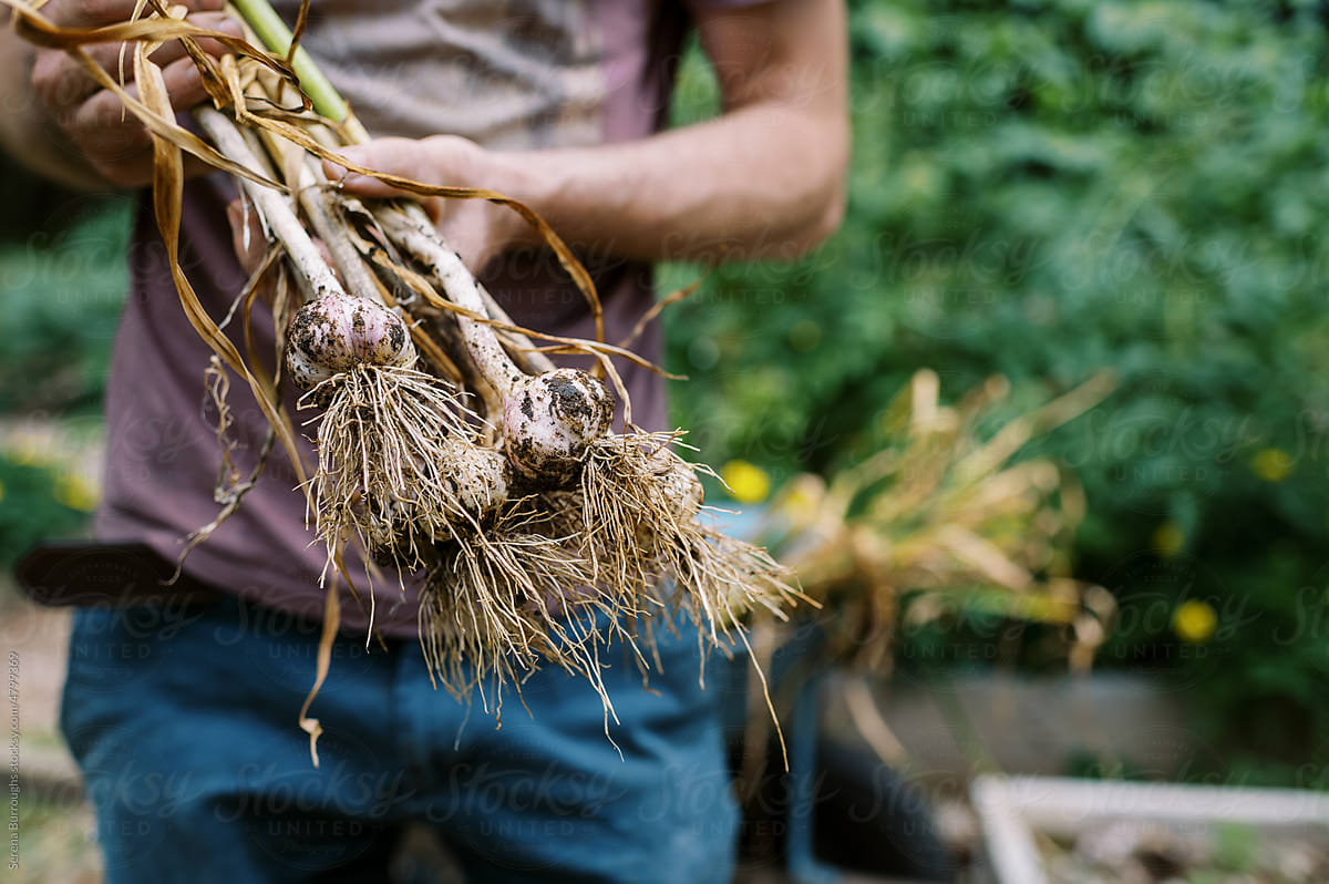young man in vegetable garden holding organic hardneck garlic in hands