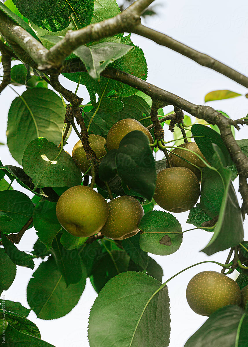 Bunch of korean pears ripening on tree