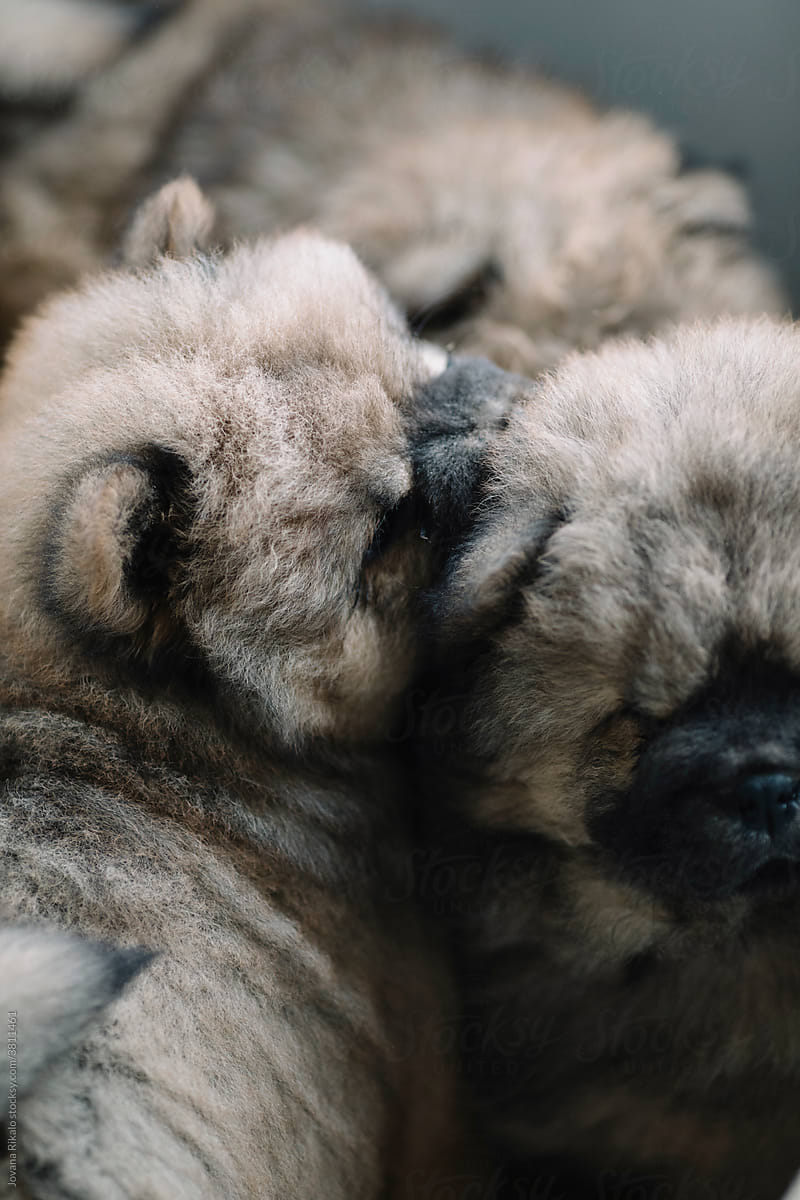 Chow chow adorable puppies