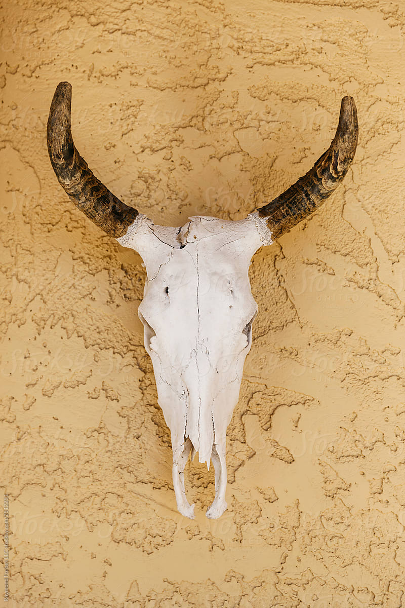 Cow Skull Decor Hanging on Wall