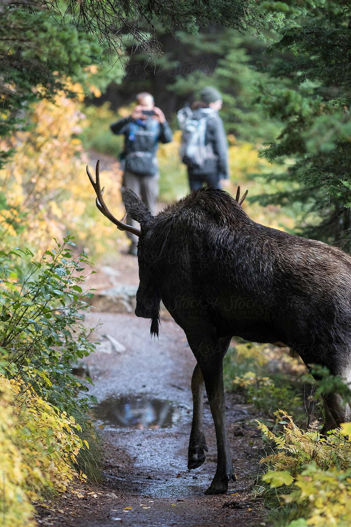 Bull Moose on a Trail in Glacier National Park