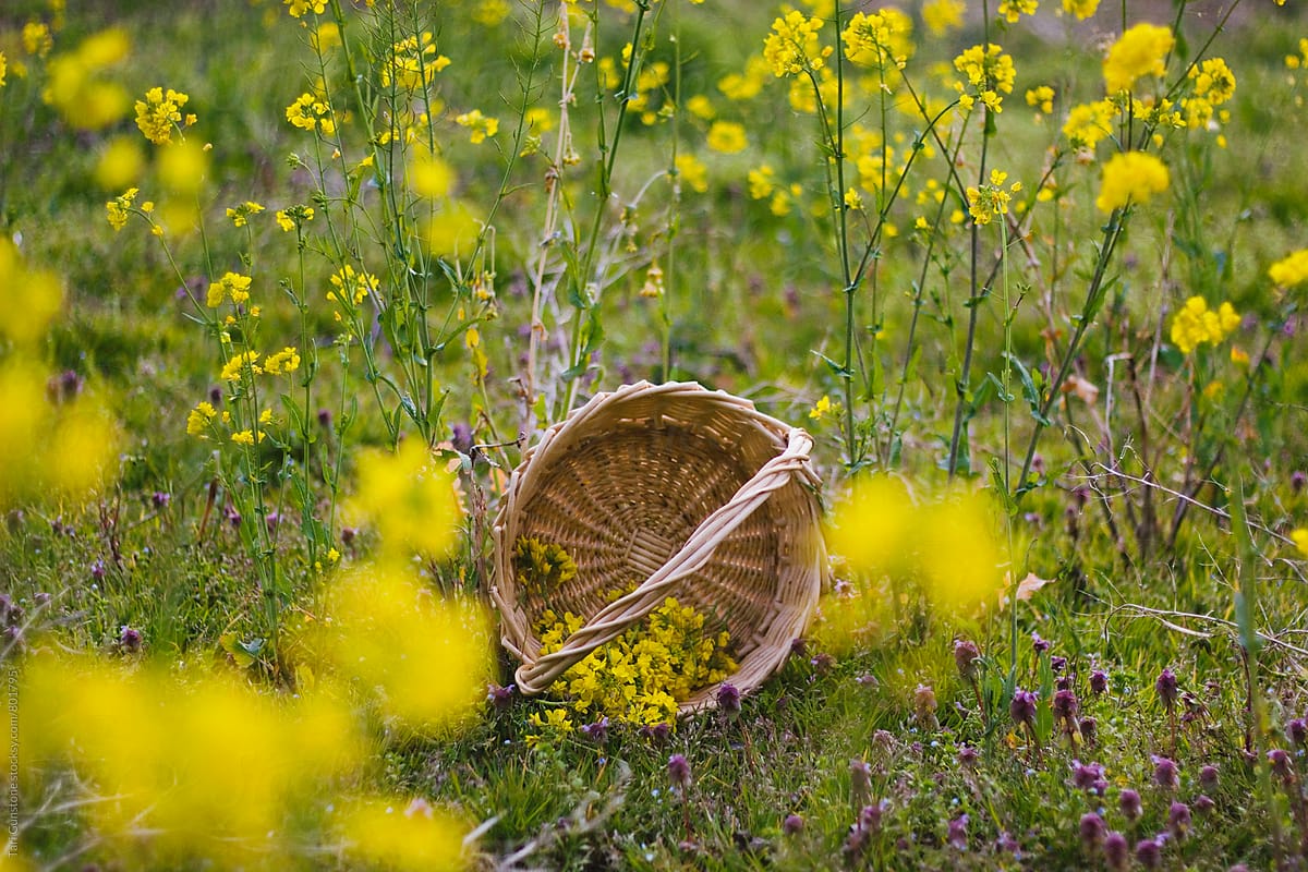 Basket with yellow flowers in meadow