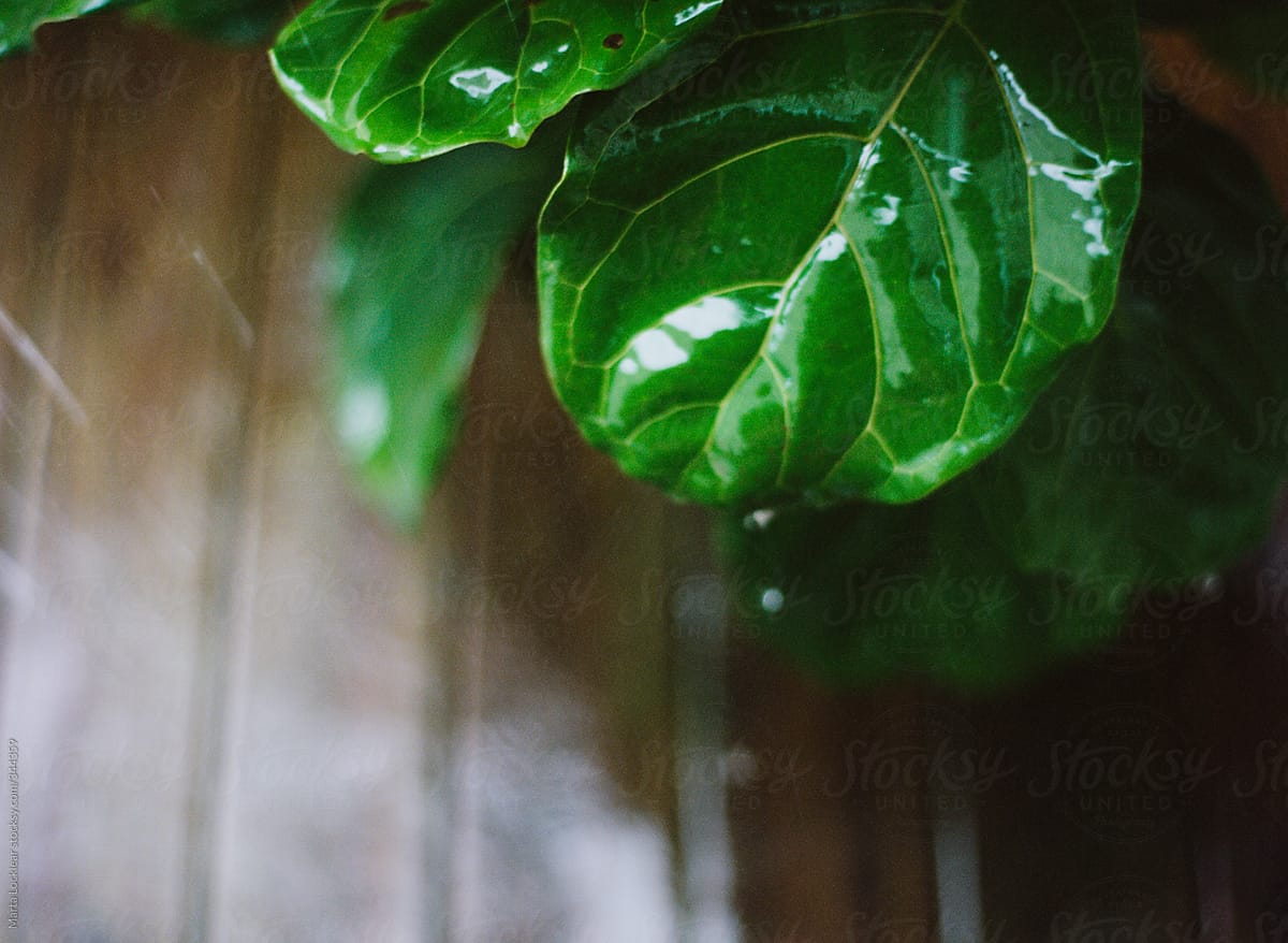Fiddle Leaf Fig plant in the rain on a deck