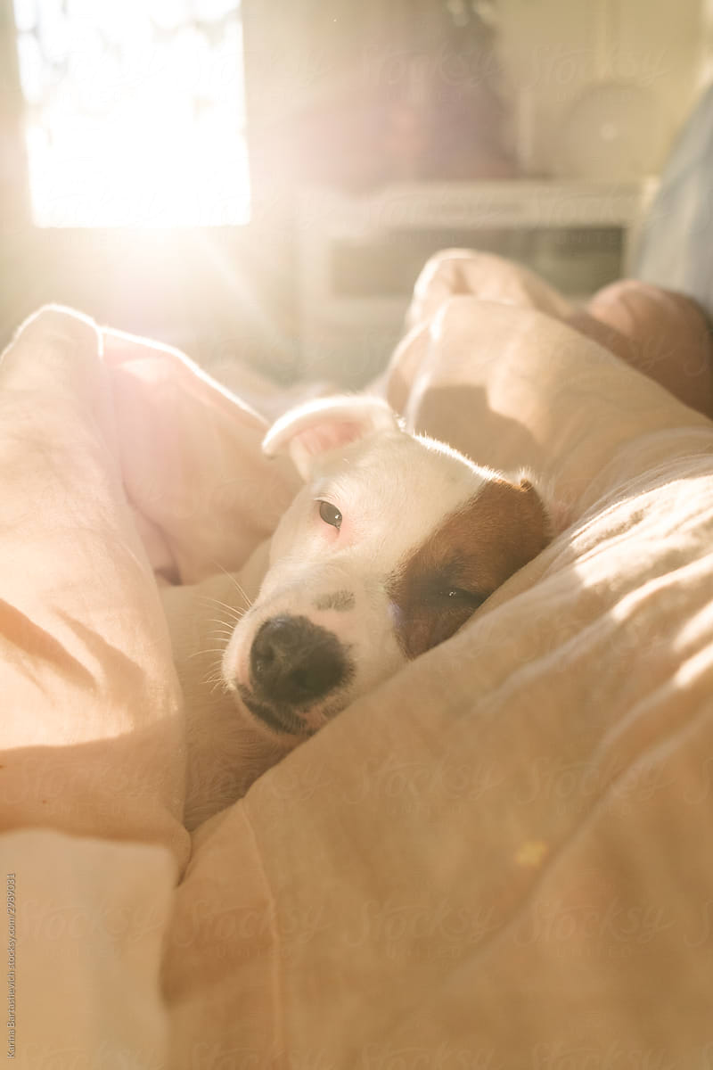 portrait of a dog who sleeps in a bright bed in the sun