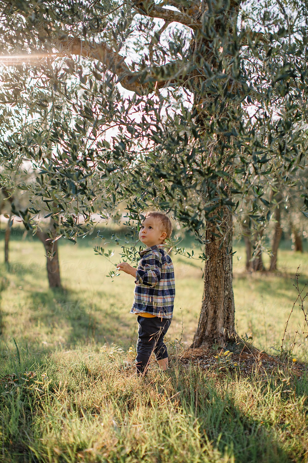Lovely Little Boy Walking By Sunset Olive Garden By Liliya