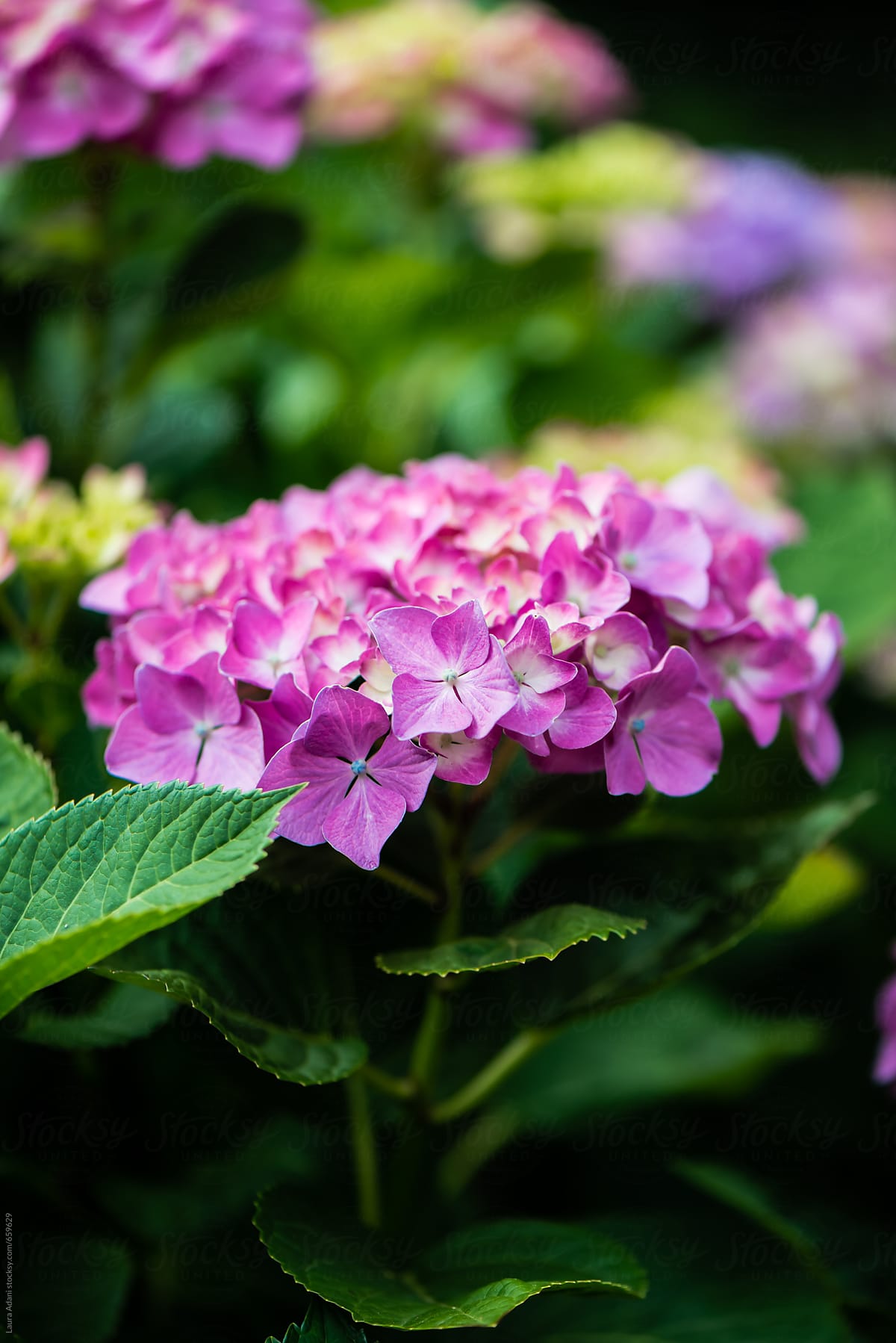 pink or purple hydrangea flower