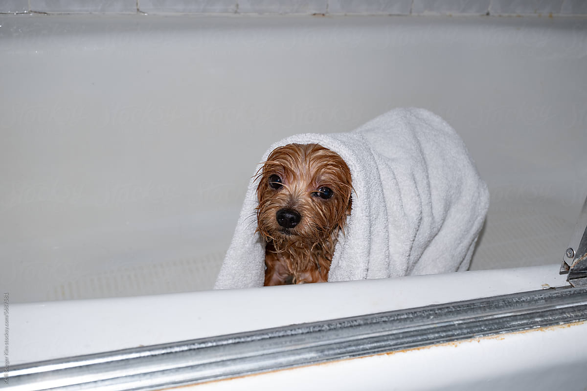 Dog Having A Bath