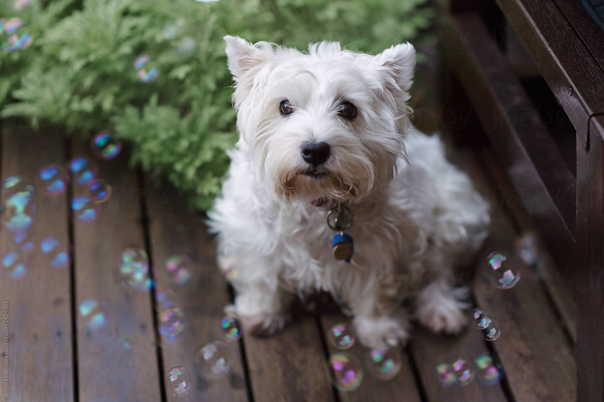 West Highland terrier dog with bubbles outdoors