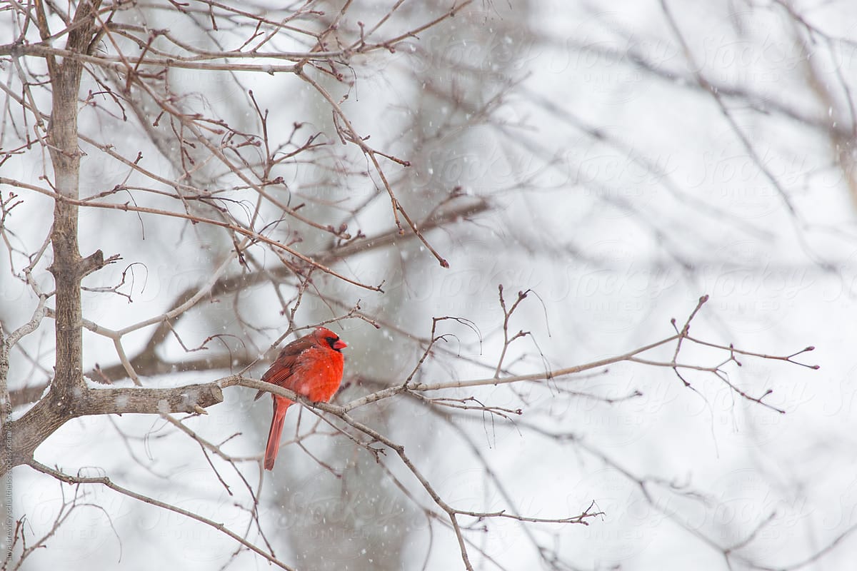 Bright red male Cardinal sitting on a winter branch