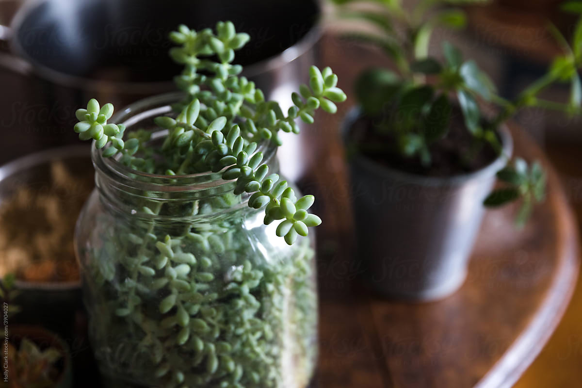 Closeup of succulents growing out of the top of a glass jar