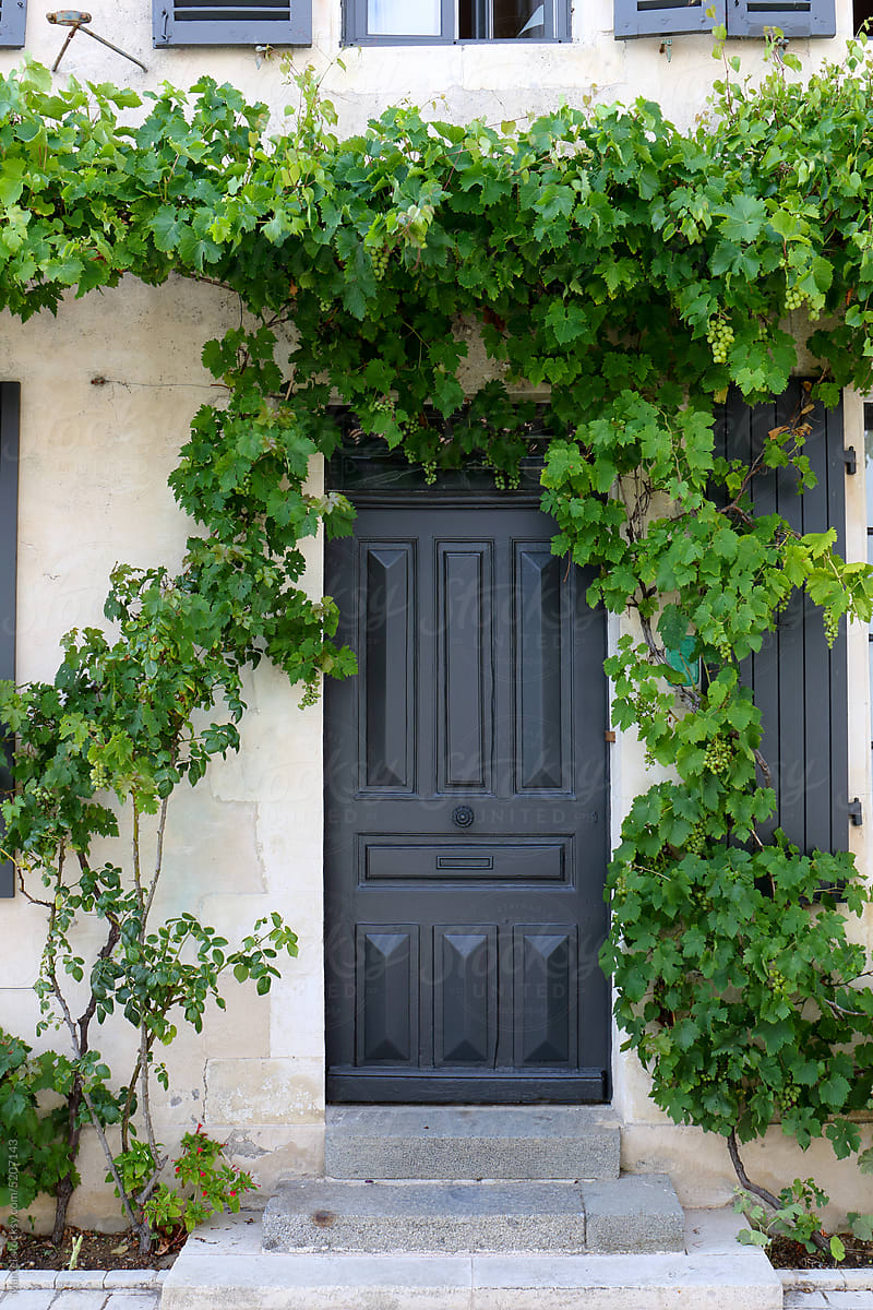 Grapevine growing round a door in France