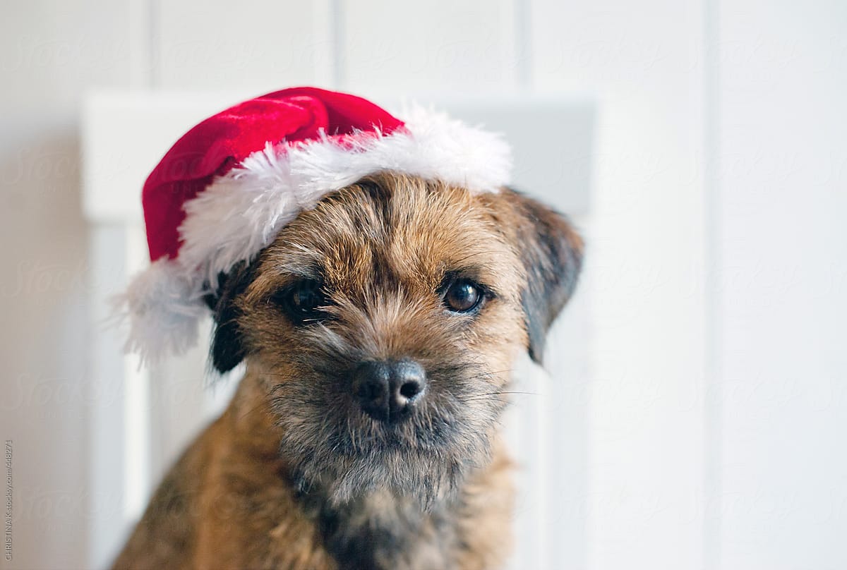 Sweet dog in a Santa hat