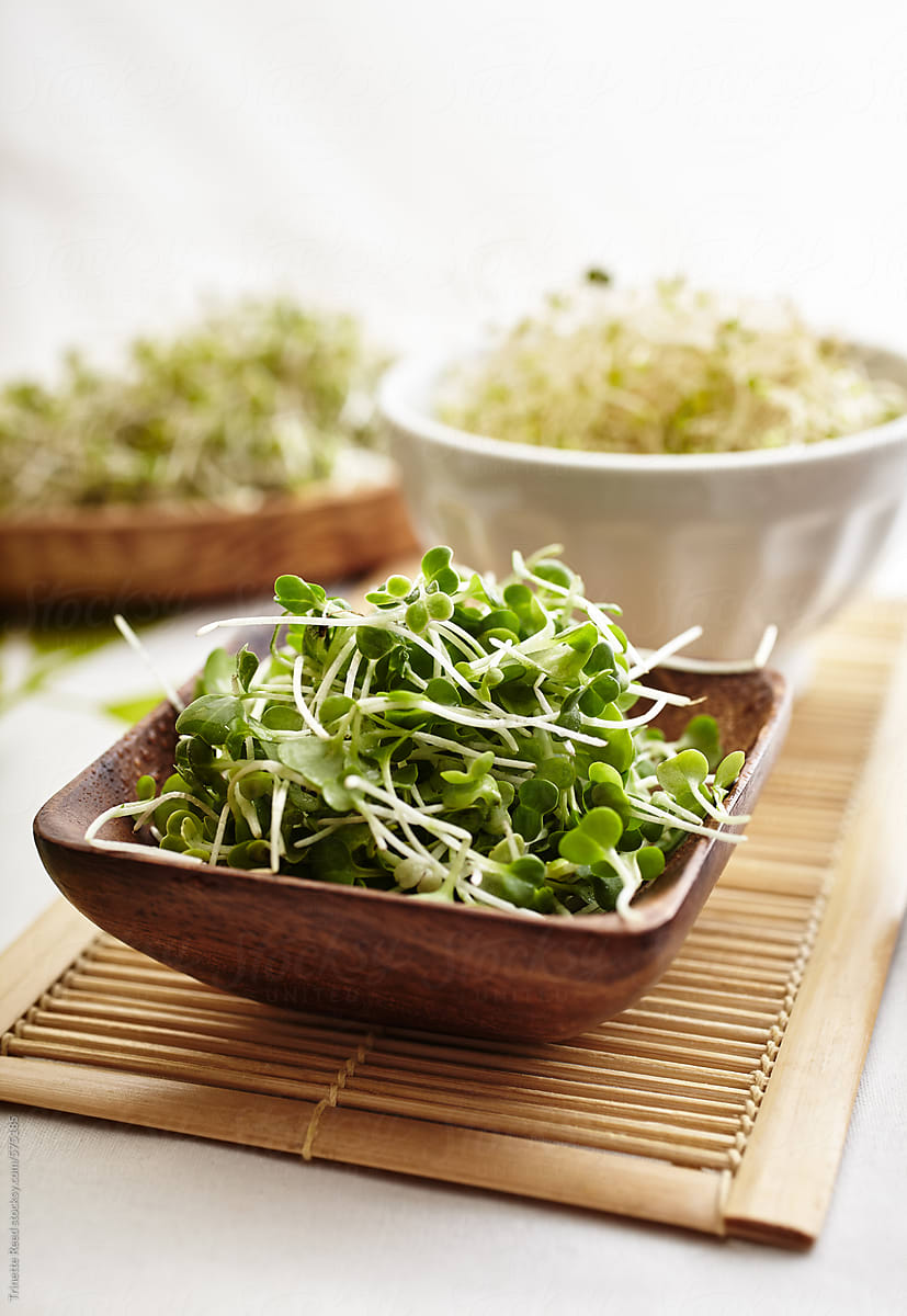Micro sprouts in wood bowl
