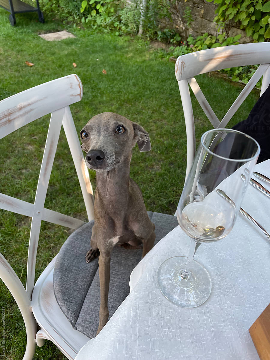 Cute Dog Sitting at Table