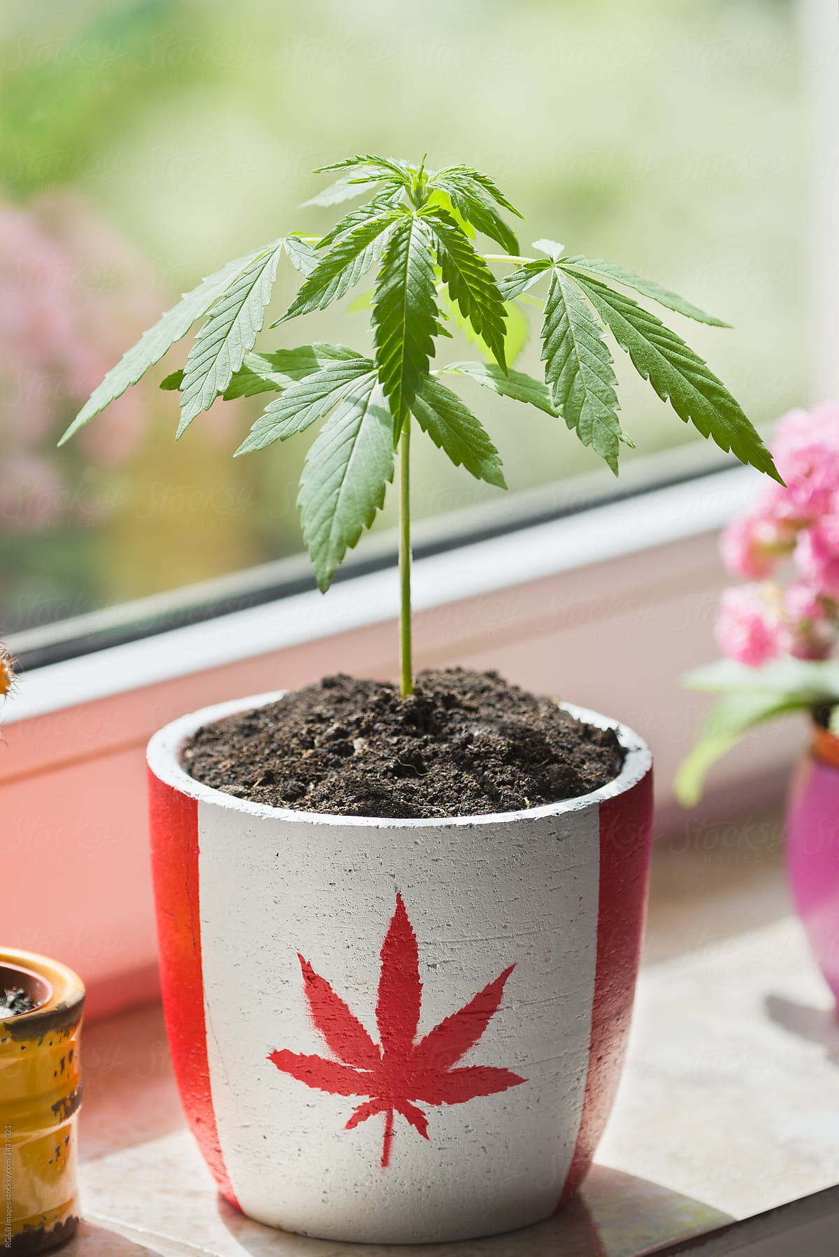 Marijuana growing in pot with Canadian flag to symbolize legalization