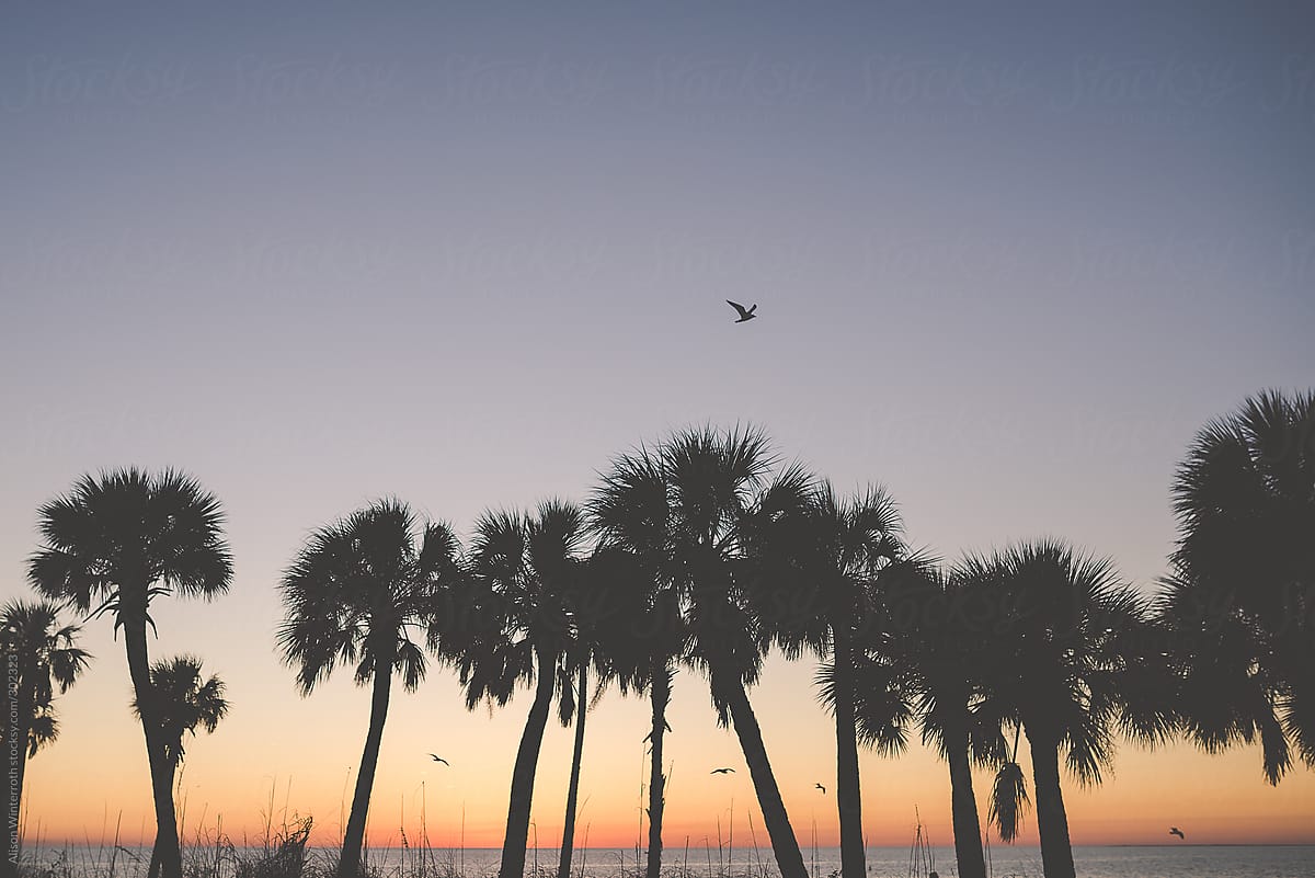 Florida Palm Trees and Seagulls At Sunset In Florida