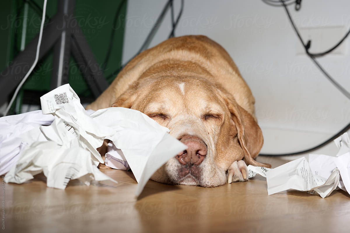 Sleeping Dog with Crumpled Receipts