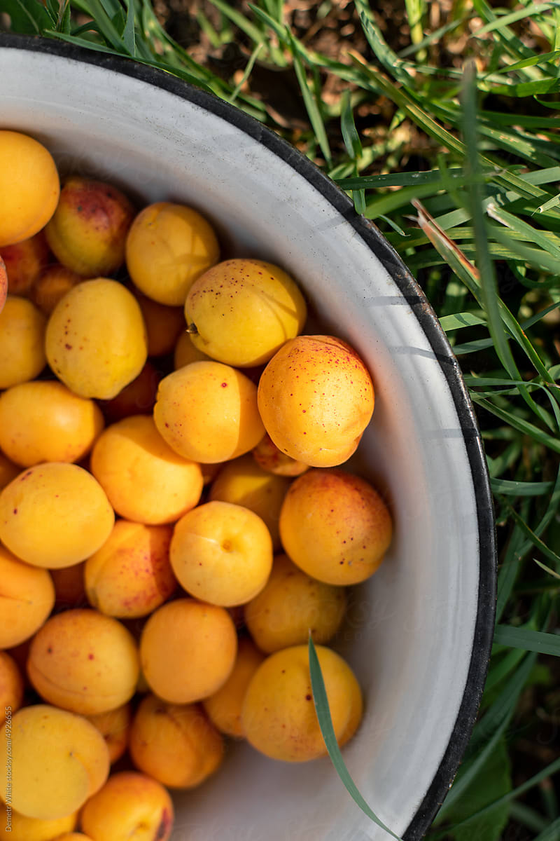 Fresh apricots in white bowl
