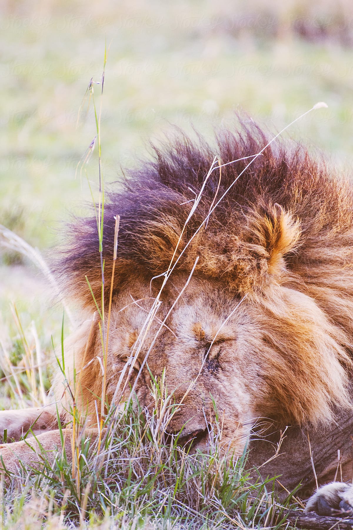 Lion King sleeping
