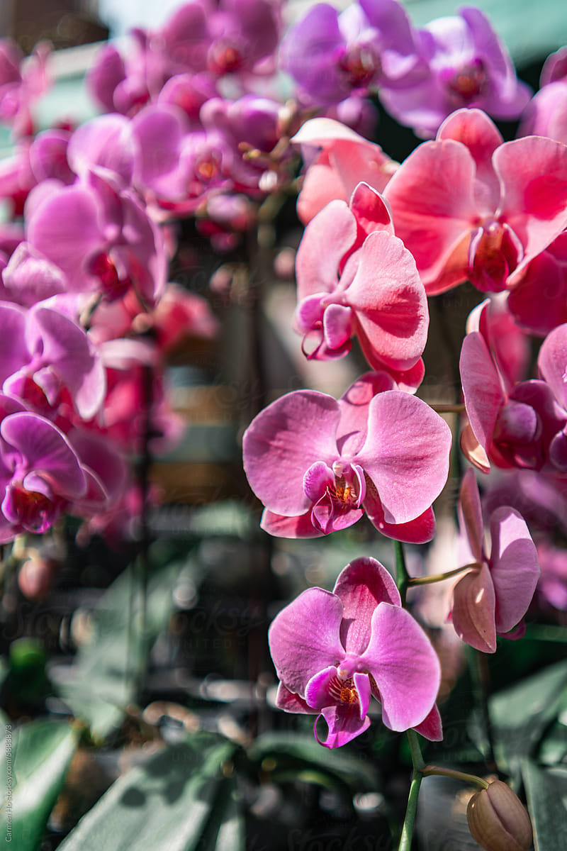 Moth Orchids for Sale