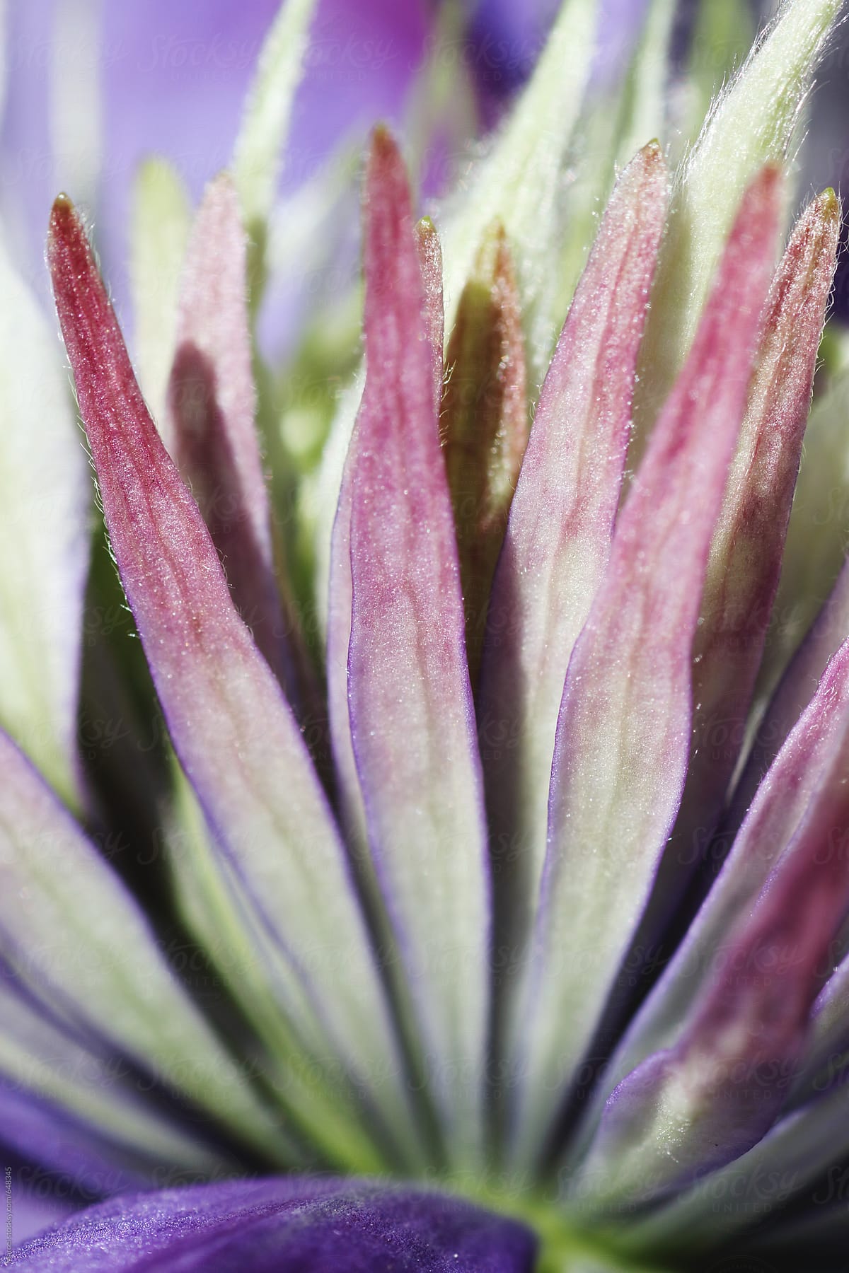 macro photo of an exotic clematis flower