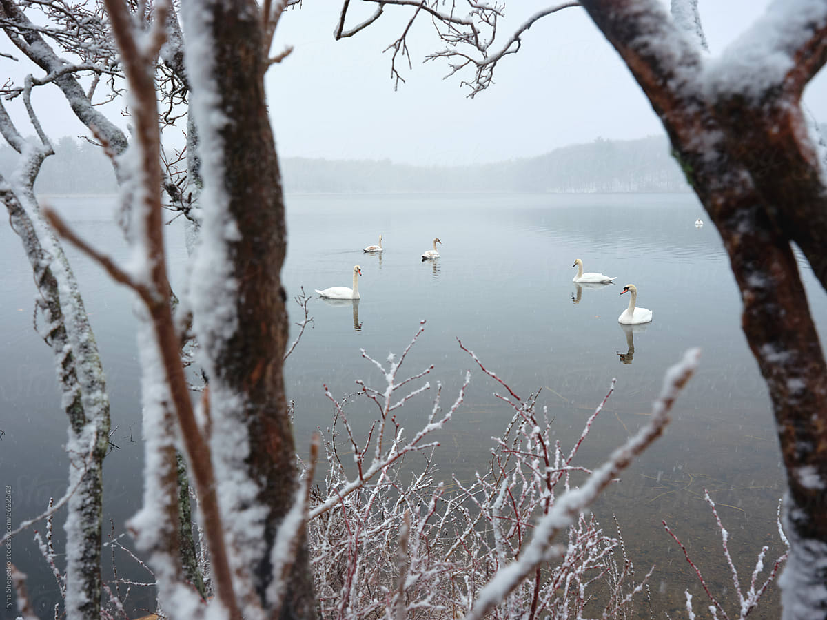 Swans swim on a lake in a snowy forest