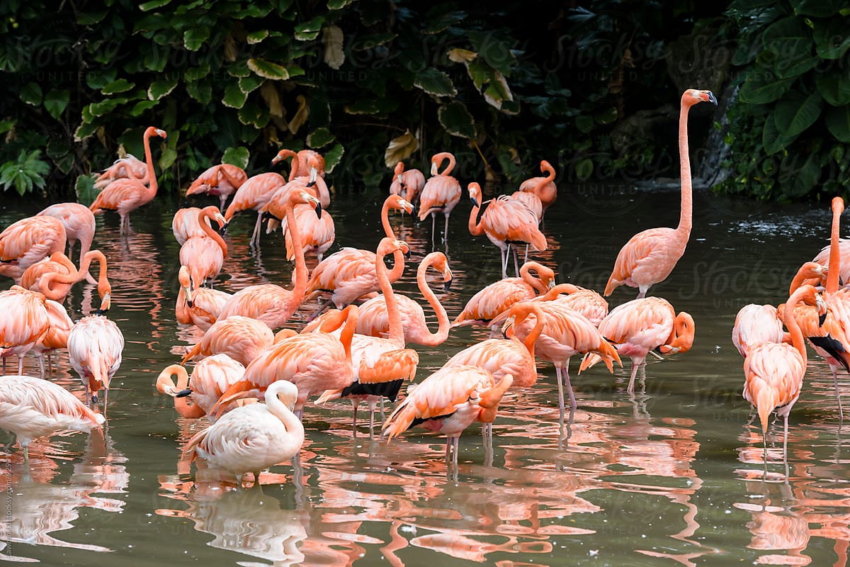 Group of flamingo in water