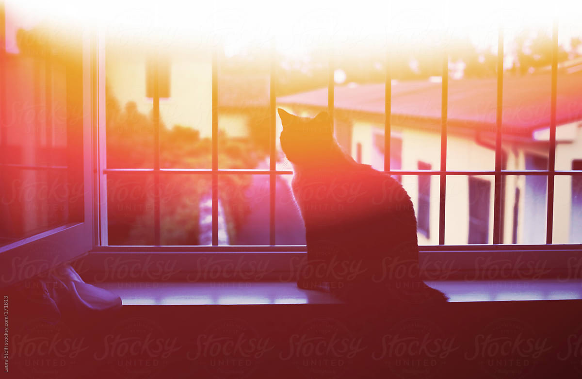 Silhouette of cat on windowsill in sunset light
