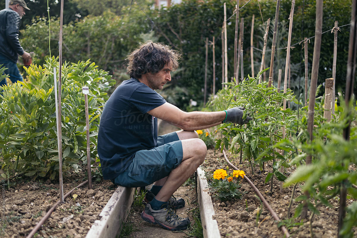 Mature man gardening in an urban orchard