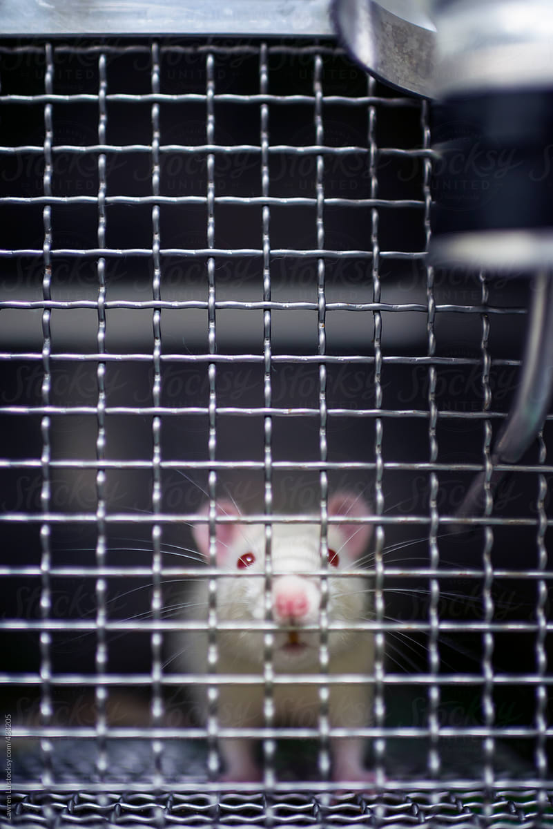 Little cute pet rat in cage