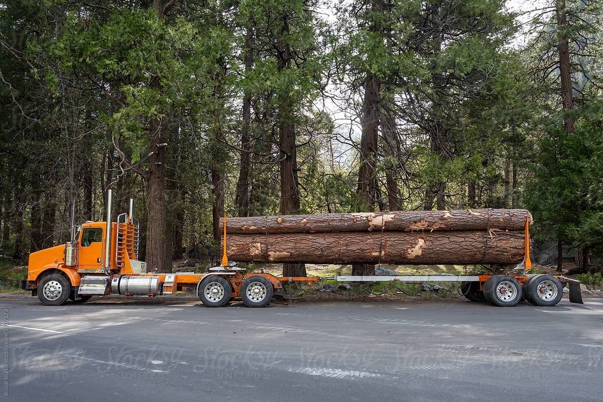 Orange truck transporting large logs in the forests of California