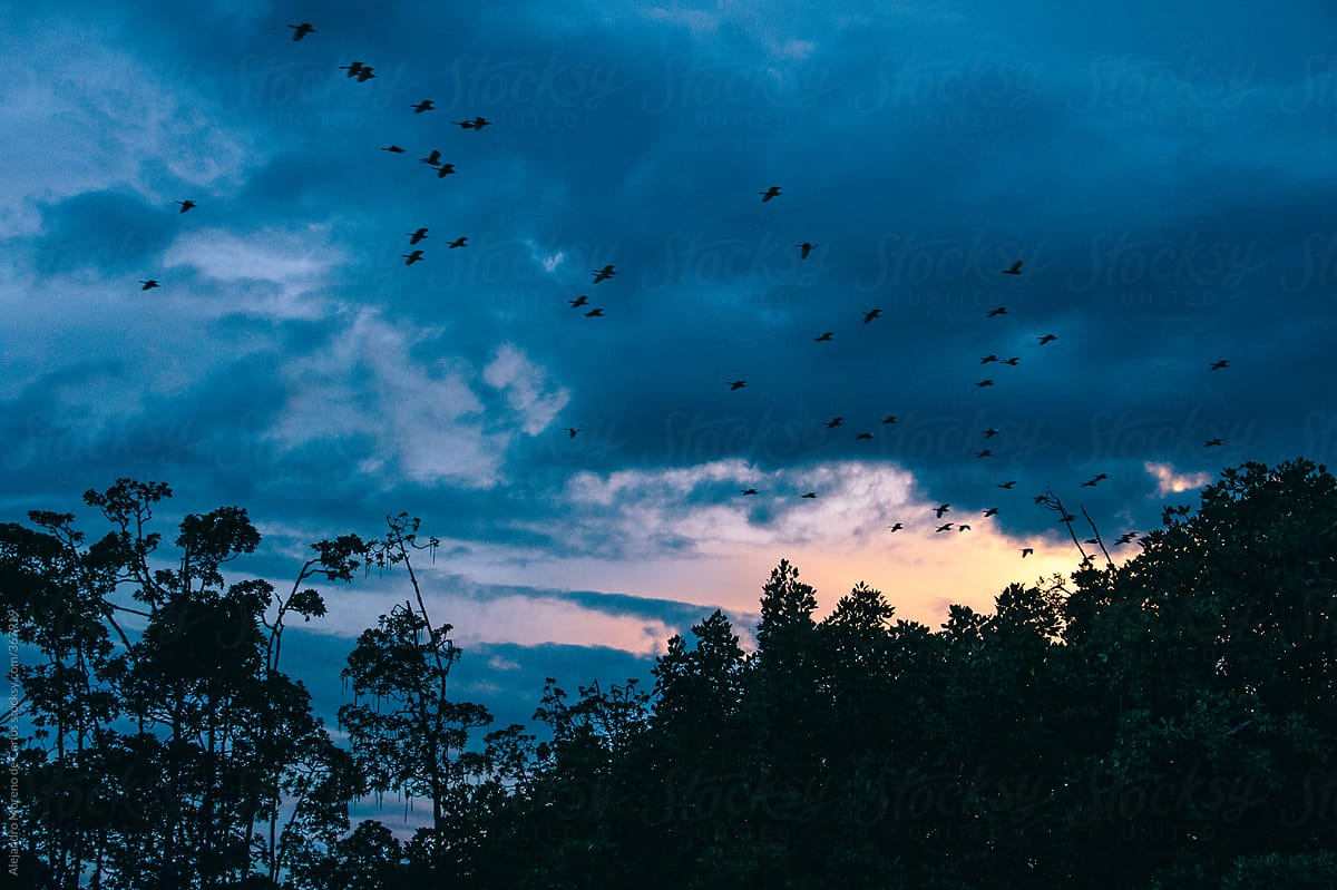Flock of aquatic birds flying at dusk