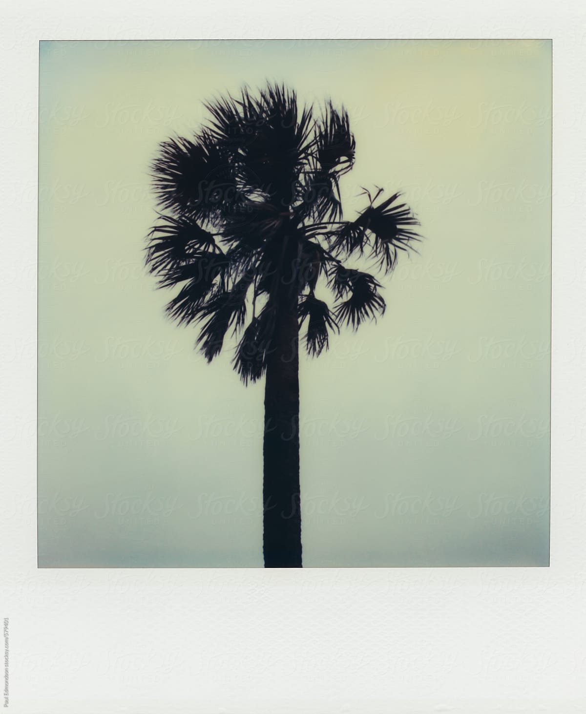 Palm tree (Polaroid SX-70 print)