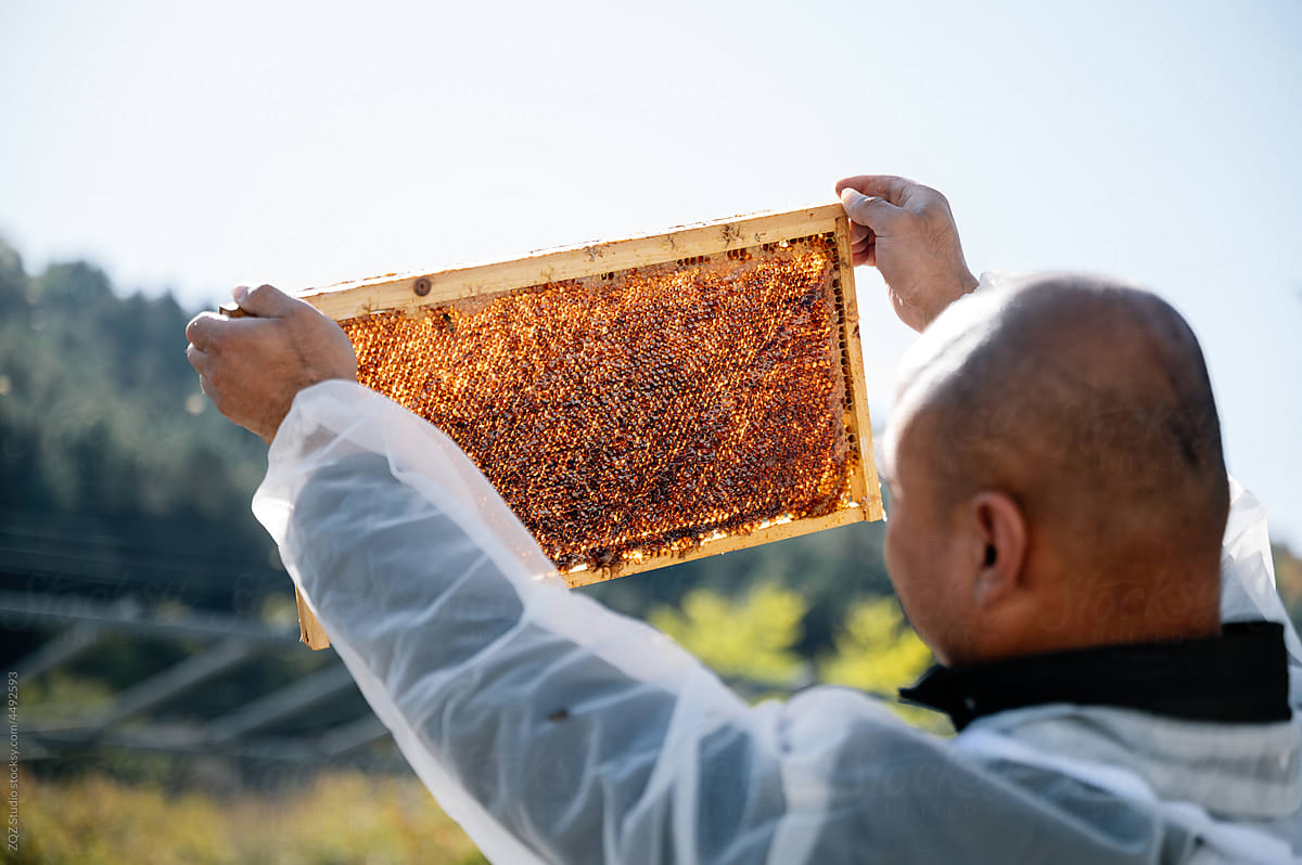 The beekeeper works in the apiary