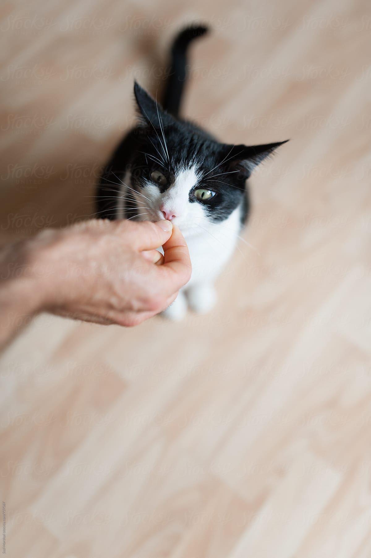 Black and white cat sniffing a cat treat from a man\'s hand